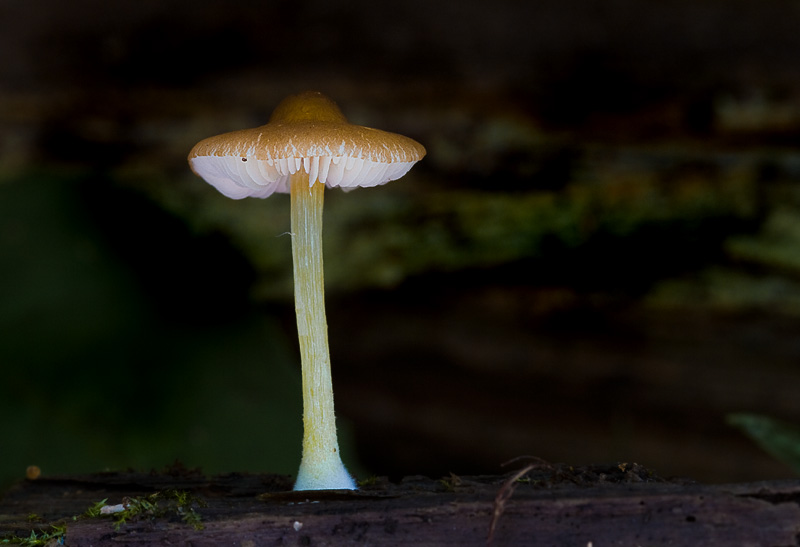 Pluteus romellii